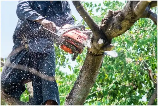 tree services Faith